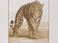 Paul Jouve - Mignonne vue de face