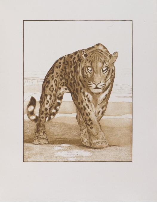 Paul Jouve - Mignonne vue de face